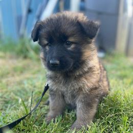 Ambrosia - Sable female German Shepherd puppy in Oakland, Oregon from VHM German Shepherds