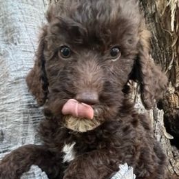 Miniature Australian Shepherd and Poodle Puppies from Triple J Aussies SD