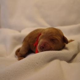 Girl 1 - Red  female Goldendoodle puppy in Seattle, Washington from Dream Lake Doodles