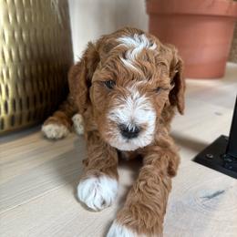 Smokey. Has his own genetic test through Animal Genetics - Red  male Goldendoodle puppy in St. George, Utah from Dashing Doodle Pups