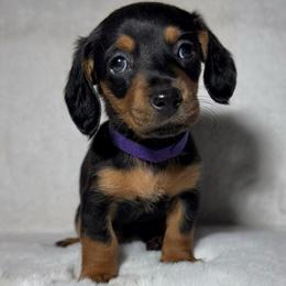 Chloe - Black and tan female Dachshund puppy in Goodyear, Arizona from AZ Royal Doxies llc
