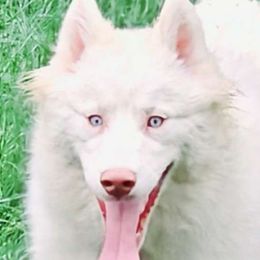 Indi - Siberian Husky