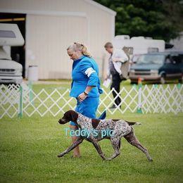 German Shorthaired Pointer All Grown Up from Twin Gabels GSPs