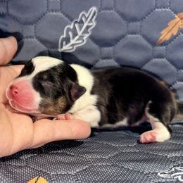 River - Black and white male American Corgi puppy in Dublin, Texas from 5H Corgis