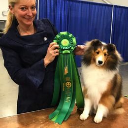 Shetland Sheepdogs from Karisma