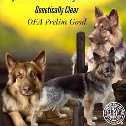 Luca - German Shepherd