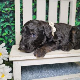 Tina - Black female Goldendoodle puppy in Woodburn, Indiana from DNLS Doodle Puppies