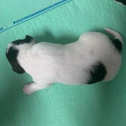 Dolly - White black and tan female Wire Fox Terrier puppy in Antioch, Illinois from Cavcor Foxies