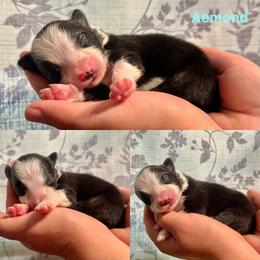 Aemond - Black and white male Border Collie puppy in Santa Cruz, California from Von Guadachi German Shepherds & Audacity Border Collies