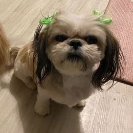 Shih Tzus from Glory’s sweet pups