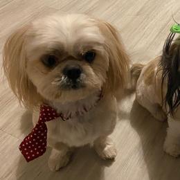 Shih Tzus from Glory’s sweet pups
