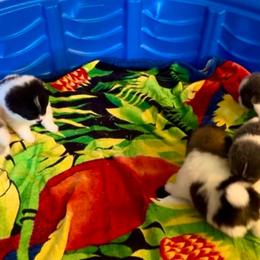 Pomeranian Puppies from "Prissy Pups"
