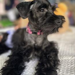 Rosee - Black female Miniature Schnauzer puppy in San Diego, California from KMS-Miniature Schnauzers