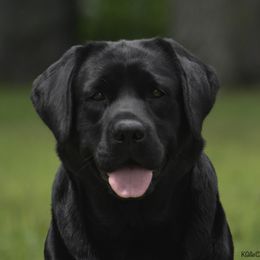 Fettuccine - Labrador Retriever
