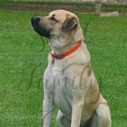 Rhett - Anatolian Shepherd Dog