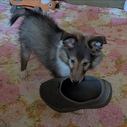 Brittany - Sable and white female Shetland Sheepdog puppy in Franklinville, North Carolina from Jennette Chaney's Shetland Sheepdogs