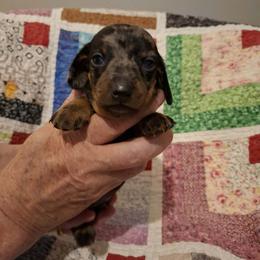 Yellow Collar - Black and tan male Dachshund puppy in La Pine, Oregon from Lil Deschutes