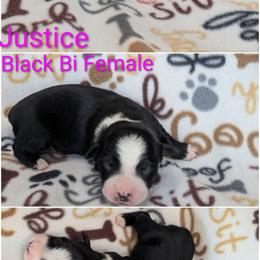 Justice - Black & white female Australian Shepherd puppy in Squaw Valley, California from A&M Australian Shepherds