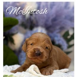 McIntosh - Apricot male Australian Labradoodle puppy in Gladstone, Oregon from Beaver State Labradoodles