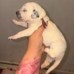 Vanity - White and black female Dalmatian puppy in Toledo, Ohio from Exquisite Dalmatians & Standard Poodles