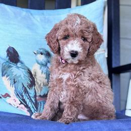 Pink collar girl - Red  female Goldendoodle puppy in Skamokawa, Washington from East Valley Pups