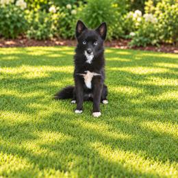 Pixie - Pomsky