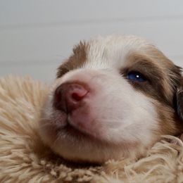 Sesame - Red merle male Australian Shepherd puppy in Coatesville, Pennsylvania from Little Acre Aussies