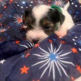Rodeo - Parti male Yorkshire Terrier puppy in Bryan, Texas from Shayle's Yorkie Pups