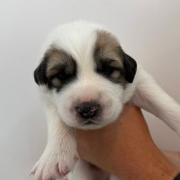 Light Blue Male - White and badger male Great Pyrenees puppy in Northampton, Pennsylvania from Misty Valley Farm