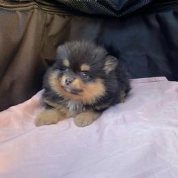 Hazel - Black and tan female Pomeranian puppy in Citrus Heights, California from Yev and Marina's Pomeranians (AKC)