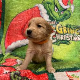 Rose Who: Orange collar - Dark golden female Golden Retriever puppy in Monterey, Tennessee from Lawson’s Green Acres Goldens and Mini Dachshunds
