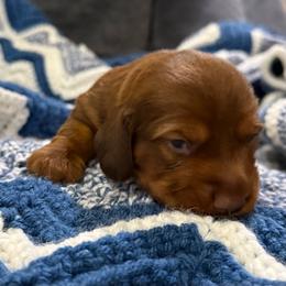 Kingpin - Red male Dachshund puppy in Pittsburg, California from Super Hero Dachshunds
