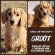 Groot