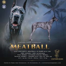Meatball - Great Dane