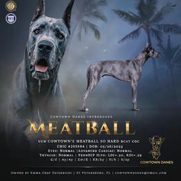 Meatball - Great Dane