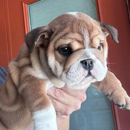 Velvet - Red and white female Bulldog puppy in Lutz, Florida from Romanov’s  Bulldogs