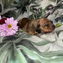 AKC Scarlet - Dapple female Dachshund puppy in Knoxville, Tennessee from Thea's Puppies