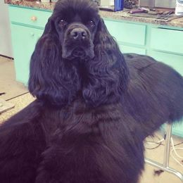 Cocker Spaniel All Grown Up from Keto Cockers