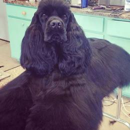 Cocker Spaniel All Grown Up from Keto Cockers