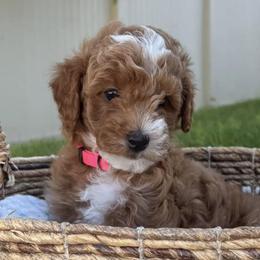 Goldendoodles from Pickens' Goldendoodles