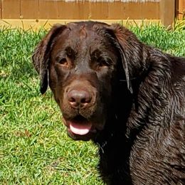 Willow - Labrador Retriever