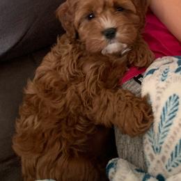 Bernedoodle, Cavalier King Charles Spaniel, and Cavapoo Puppies from Harper Haven Cavaliers & Doodles