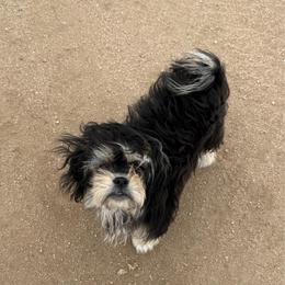 Maverick - Black and tan male Companion Cross puppy in Calhan, Colorado from Millennium Falcon Kennels