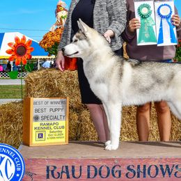 Siberian Huskies from Snowchaser's Siberian Huskies