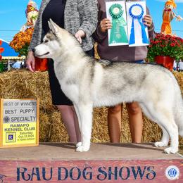 Siberian Huskies from Snowchaser's Siberian Huskies