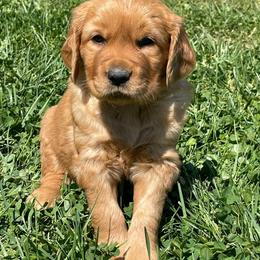 Blue - Dark golden male Golden Retriever puppy in Mount Carmel, Tennessee from HS Goldens