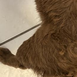 French Bulldogs from Kindly kain