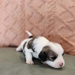 Girl 1 - White female Havanese puppy in Springville, California from Juniper Grove Havanese