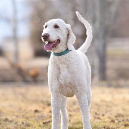 Dixie - Goldendoodle