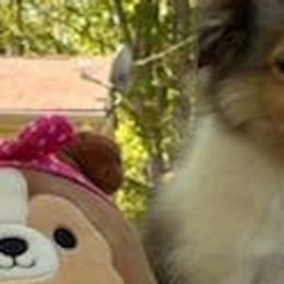 Shetland Sheepdogs from Belknap Shelties